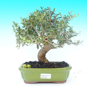 Pokojová bonsai-Oliva evropská
