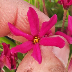 Rhodohypoxis  Fairytale -  velky květináč