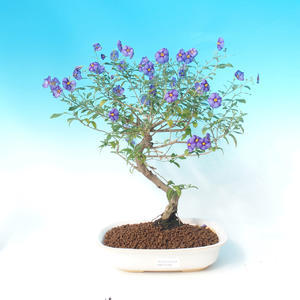 Pokojová bonsai - Solanum rantonnetii - Hořcový stromek