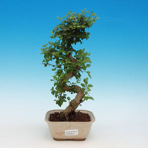 Pokojová bonsai - Ligustrum chinensis - stále zelený ptačí zob