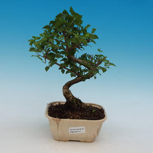 Pokojová bonsai - Ligustrum chinensis - stále zelený ptačí zob