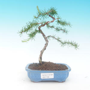 Venkovní bonsai - Larix decidua - Modřín opadavý