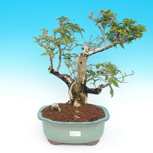 Pokojová bonsai - Bugenvilea