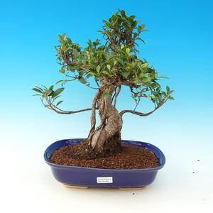 Pokojová bonsai-Ficus retusa- malolistý fíkus