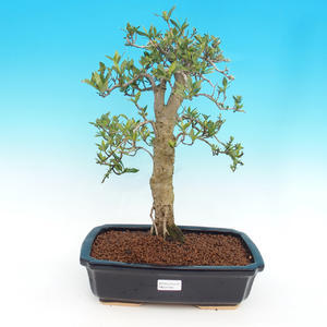 Pokojová bonsai - Gardenia