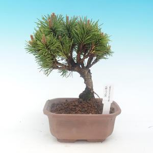 Venkovní bonsai - Borovice mugo mops