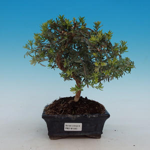 Pokojová bonsai - Westringia Fruticosa -Lamiaceae