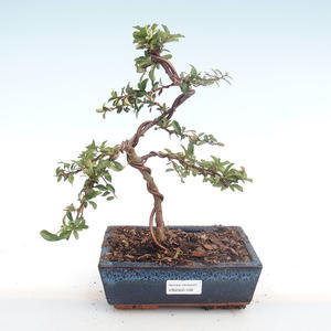 Keramická bonsai miska T04108