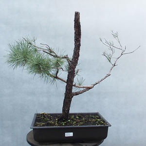 Yamadori - Pinus sylvestris - borovice lesní