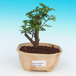 Pokojová bonsai-Zantoxylum piperitum-Pepřovník