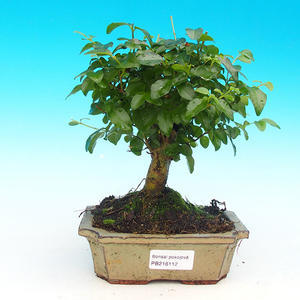 Keramická bonsai miska T04112