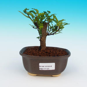 Pokojová bonsai-Zantoxylum piperitum-Pepřovník