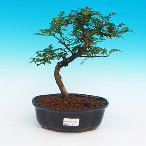 Pokojová bonsai -Zantoxylum piperitum-Pepřovník