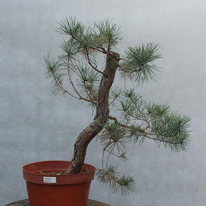 Yamadori - Pinus sylvestris - borovice lesní