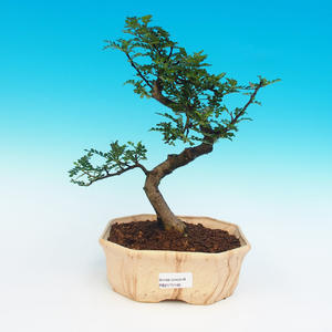 Pokojová bonsai -Zantoxylum piperitum-Pepřovník