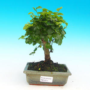 Keramická bonsai miska T04114