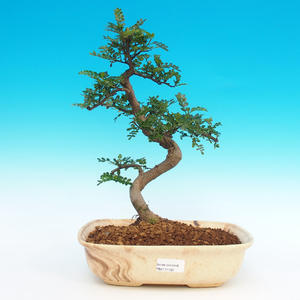Pokojová bonsai - Zantoxylum piperitum-pepřovník