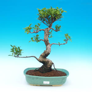 Pokojová bonsai-Ficus retusa- malolistý fíkus