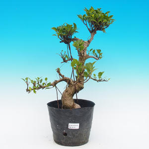 Keramická bonsai miska T04116