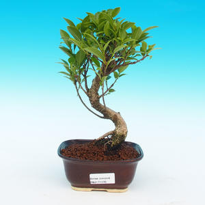 Pokojová bonsai -Ficus retusa -  malolistý fíkus