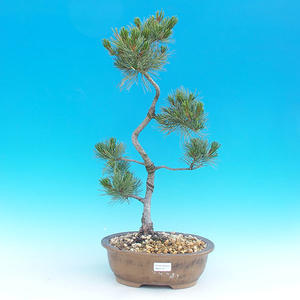 Keramická bonsai miska T04118