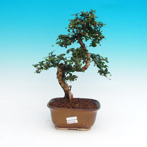 Pokojová bonsai - Carmona microphyla - Čaj fuki