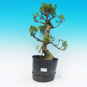 Venkovní bonsai - Jalovec čínský VB13124