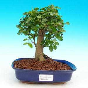 Pokojová bonsai Čaj - fuki -  Carmona macrophylla - PB213124