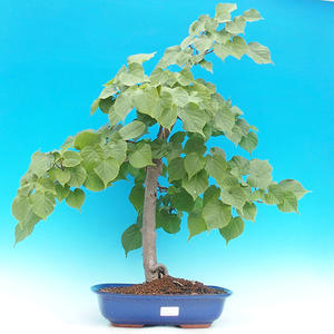 Keramická bonsai miska T04125