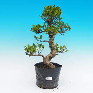 Pokojová bonsai Čaj - fuki -  Carmona macrophylla - PB213125