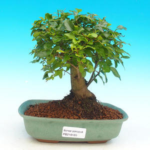 Pokojová bonsai Čaj - fuki -  Carmona macrophylla - PB213126