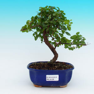 Venkovní bonsai - Jalovec čínský VB13128