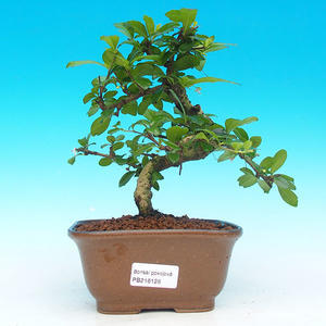 Pokojová bonsai Čaj - fuki -  Carmona macrophylla - PB213128