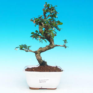 Pokojová bonsai Čaj - fuki -  Carmona macrophylla - PB213130