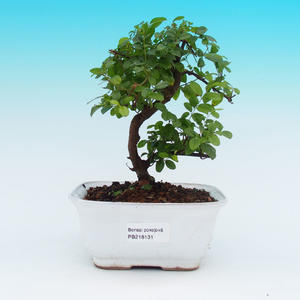 Keramická bonsai miska T04131