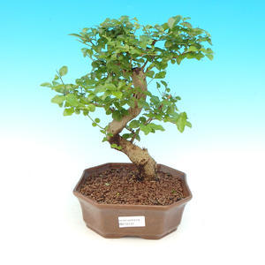 Pokojová bonsai - Ligustrum chinensis - Ptačí zob