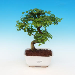 Pokojová bonsai - Ligustrum chinensis - Ptačí zob