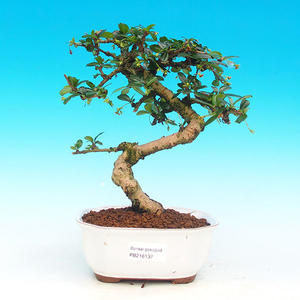 Keramická bonsai miska T04132