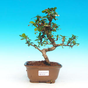 Keramická bonsai miska T04133