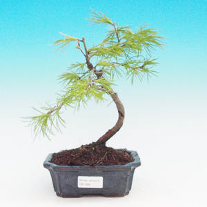 Venkovní bonsai - Pamodřín VB1369