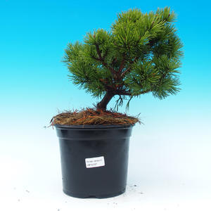 Venkovní bonsai - Pinus Mugo Humpy - Borovice