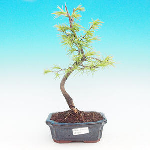 Venkovní bonsai - Pamodřín VB1370