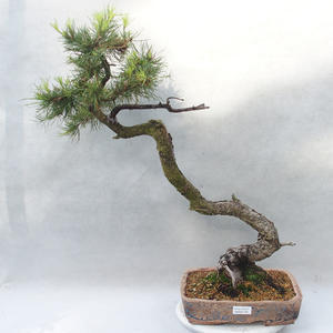 Venkovní bonsai - Zelkova VB1386