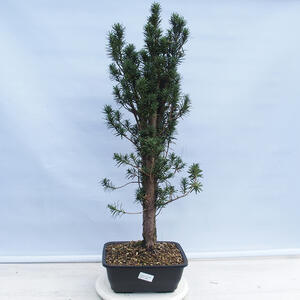 Venkovní bonsai - Jalovec čínský VB1390