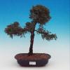 Venkovní bonsai - Jalovec čínský VB1391