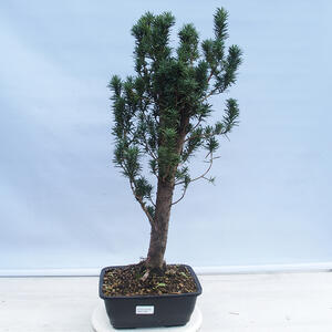 Venkovní bonsai - Jalovec čínský VB1392