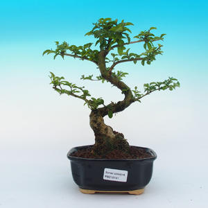 Venkovní bonsai -Cedr libanonský VB141