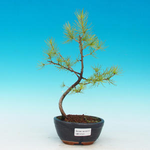 Venkovní bonsai -Modřín opadavý VB14141