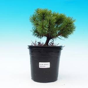 Venkovní bonsai - Pinus Mugo Mops - Borovice