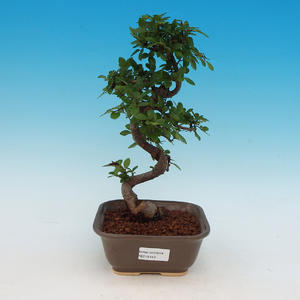 Venkovní bonsai -Cedr libanonský VB142